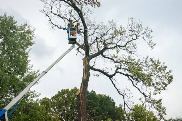 Best Emergency Storm Tree Removal  in Waterflow, NM